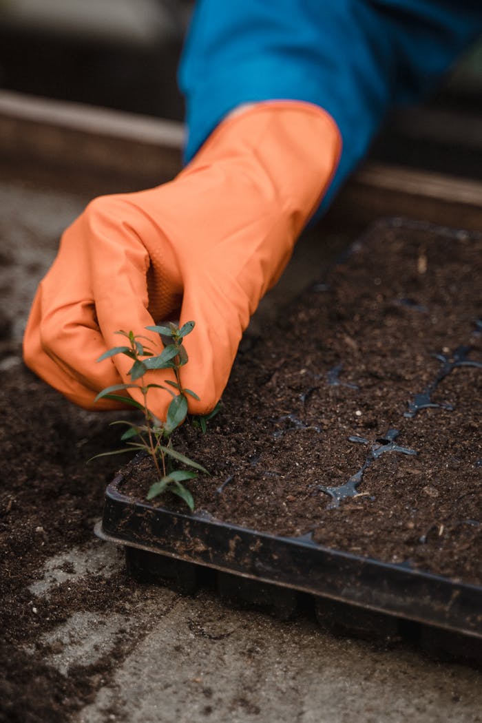 Close-up of a gardener's hand in gloves planting seedlings in a soil tray, symbolizing growth and cultivation.