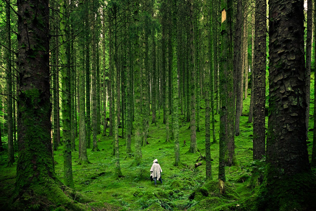 A solitary person walking in a lush, green forest with tall trees.